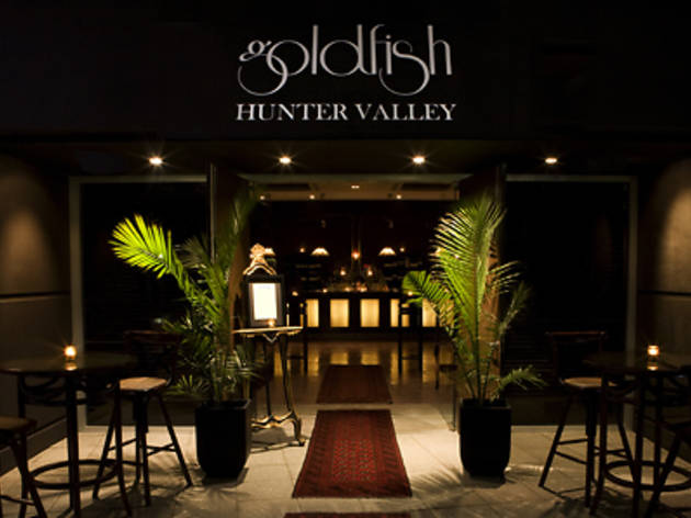 Goldfish Hunter Valley Goldfish Hunter Valley