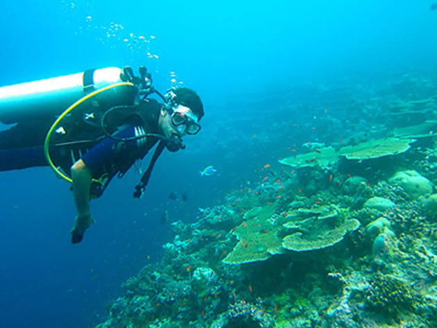 Pro Dive Sydney Pro Dive Sydney