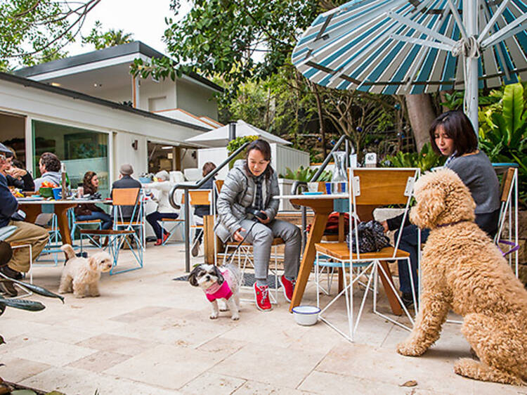 Dog-friendly pubs in Sydney