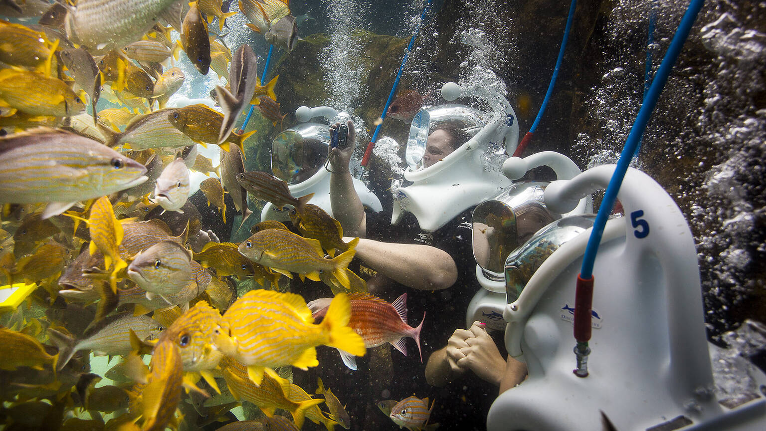 Discovery Cove Attractions in Westwood, Orlando