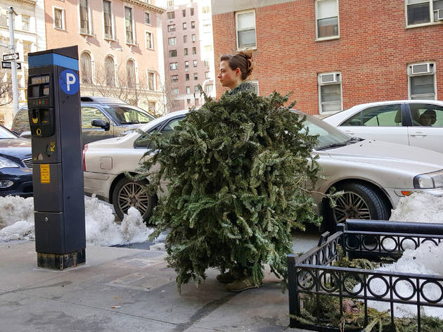 Arboreal Anxieties Arboreal Anxieties
