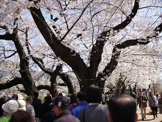 東京を創訳する 第4回『桜』 東京を創訳する 第4回『桜』