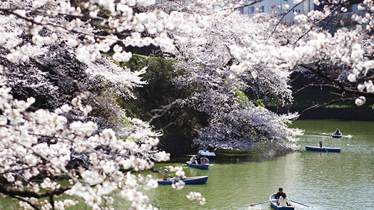 東京を創訳する 第4回『桜』