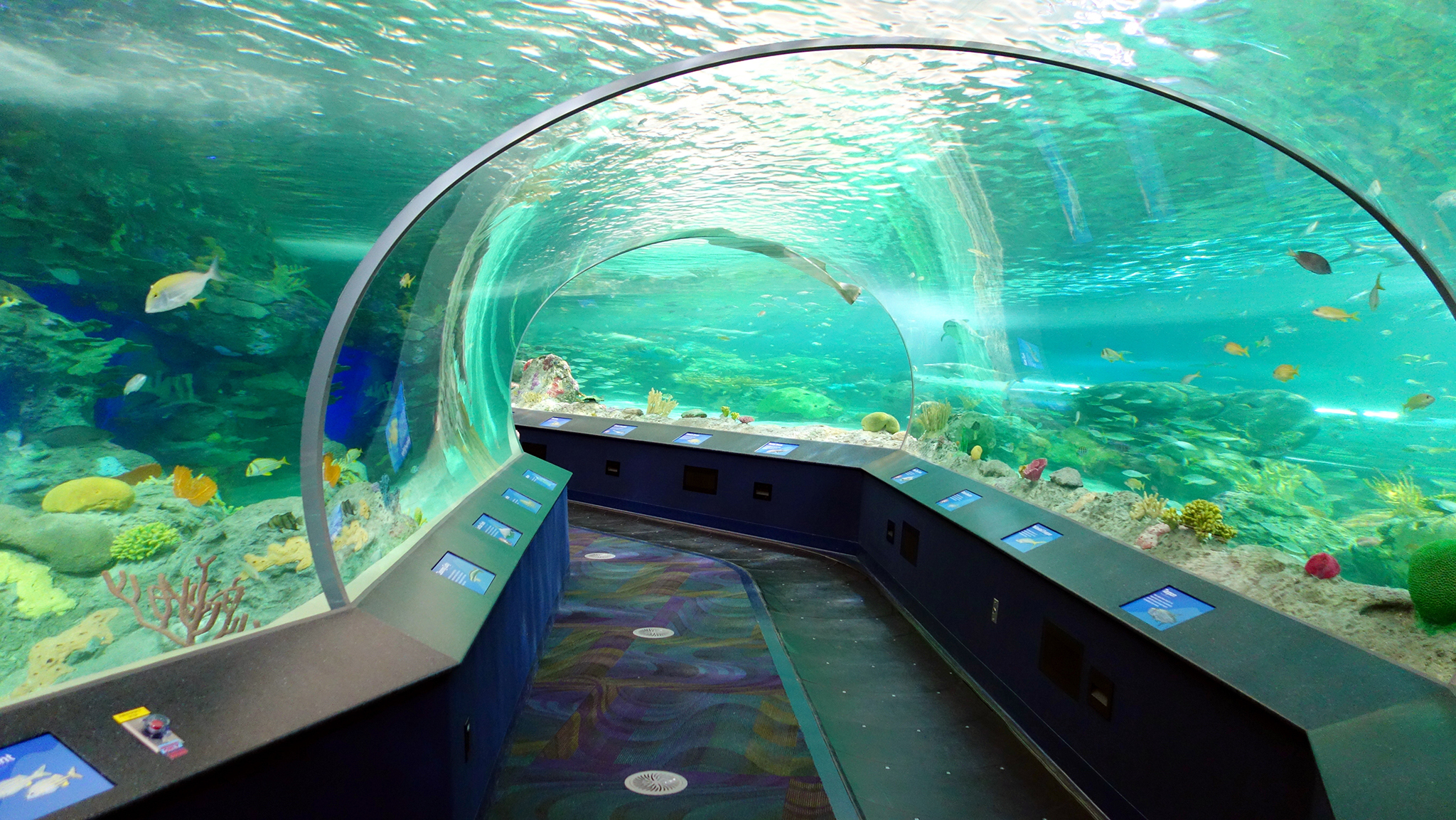 Ripley's Aquarium of Canada - Image