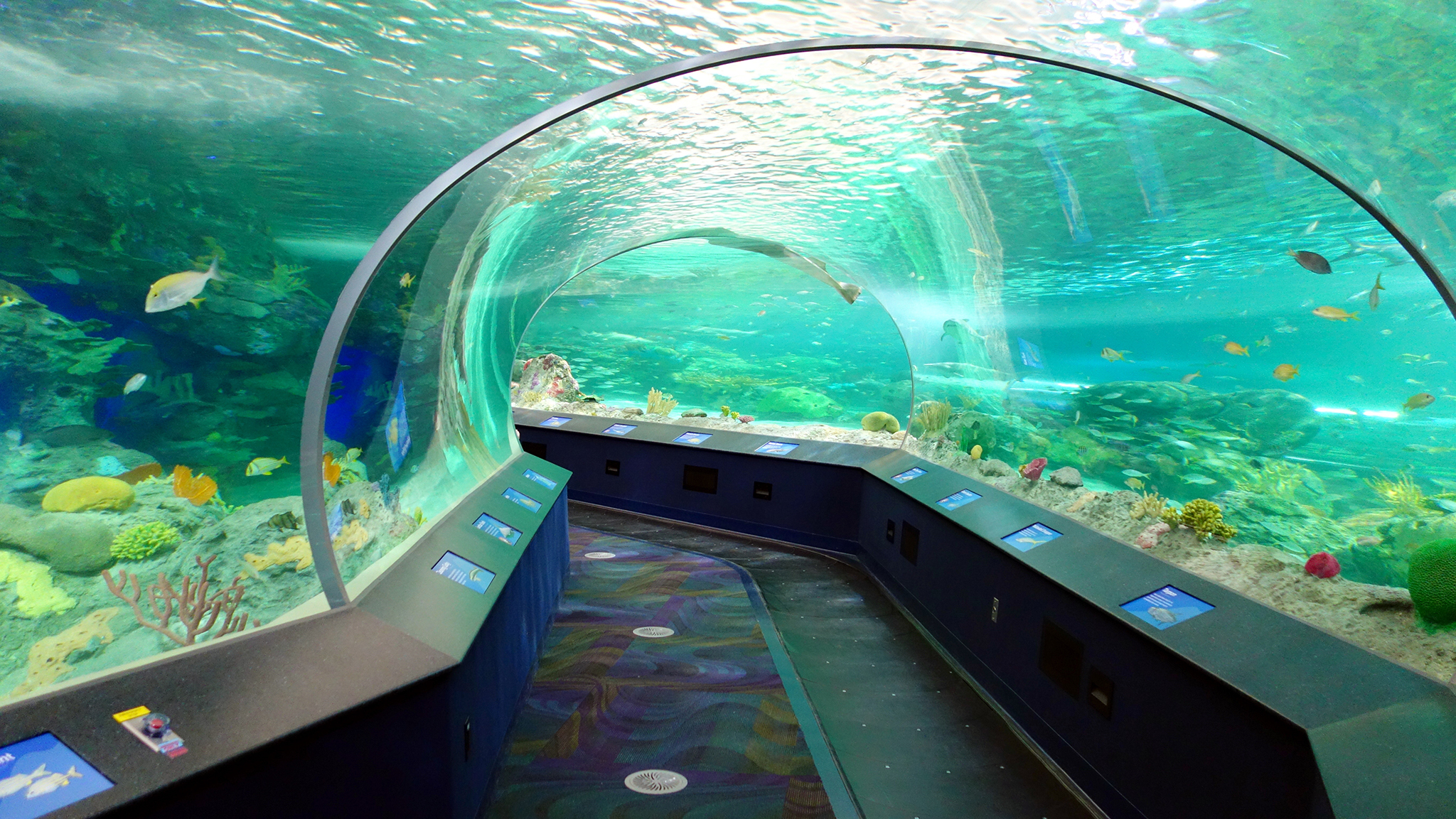 Ripley's Aquarium of Canada | Attractions in Harbourfront, Toronto