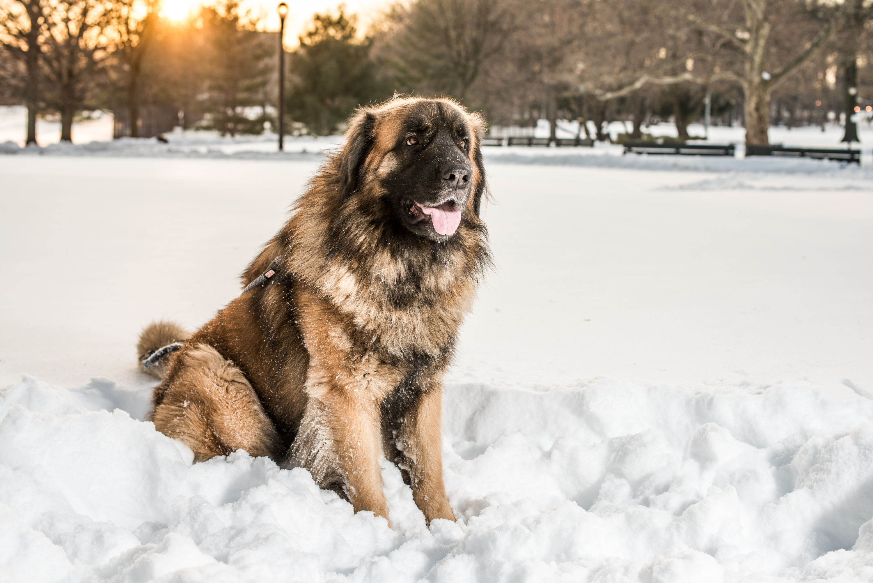 are carrots good for a leonberger