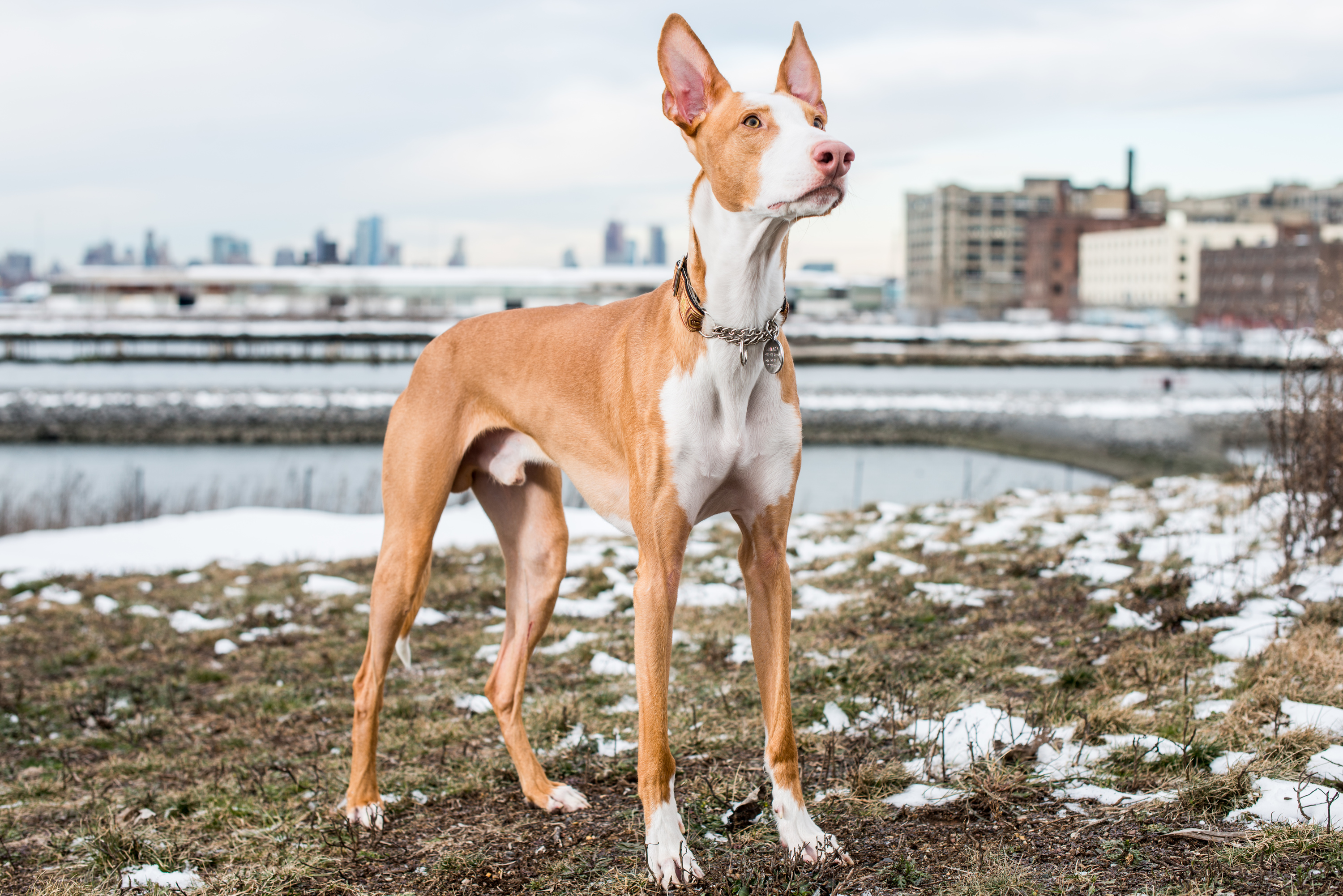 are carrots good for a ibizan hound