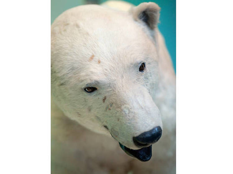 A stuffed polar bear