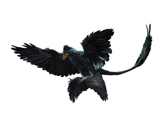 Microraptor dinosaur Microraptor dinosaur