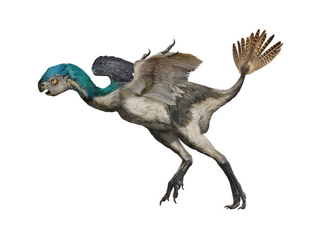 Oviraptorosaur Oviraptorosaur