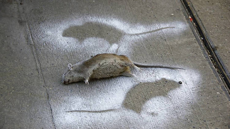 Rat complaints have soared in this Manhattan neighborhood