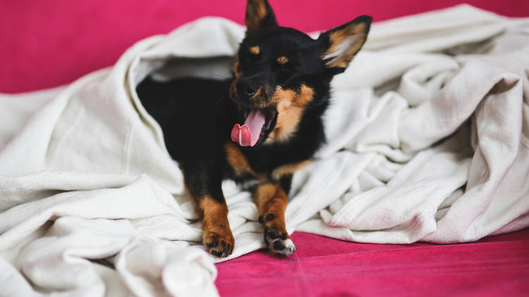 Dog wrapped in blanket yawning