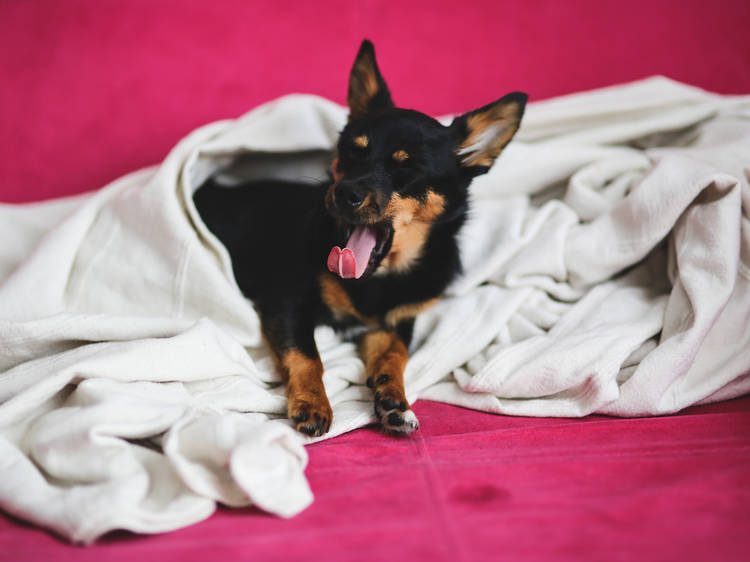 Dog wrapped in blanket yawning