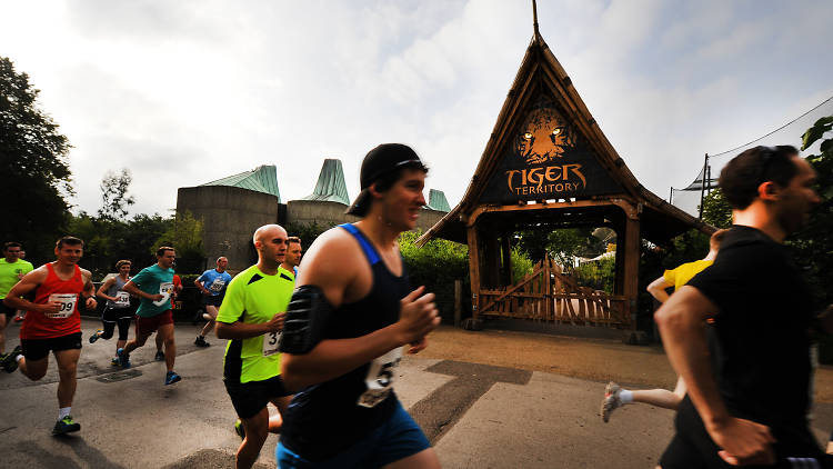 London Zoo Stampede