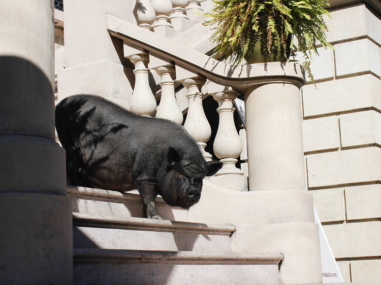 Recorrimos la Ciudad de México con La Chata Pig, la cerda vietnamita más famosa de la colonia Roma