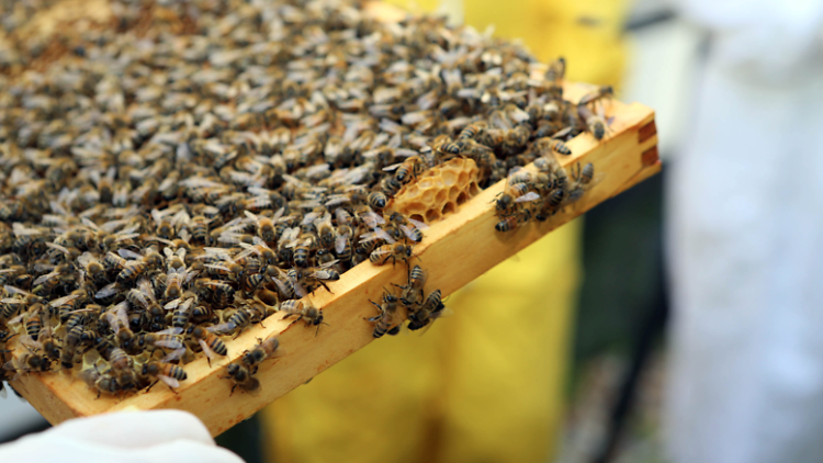 Urban Beekeeping Workshops