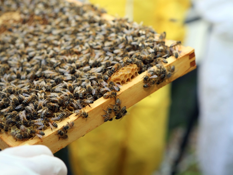 Urban beekeeping