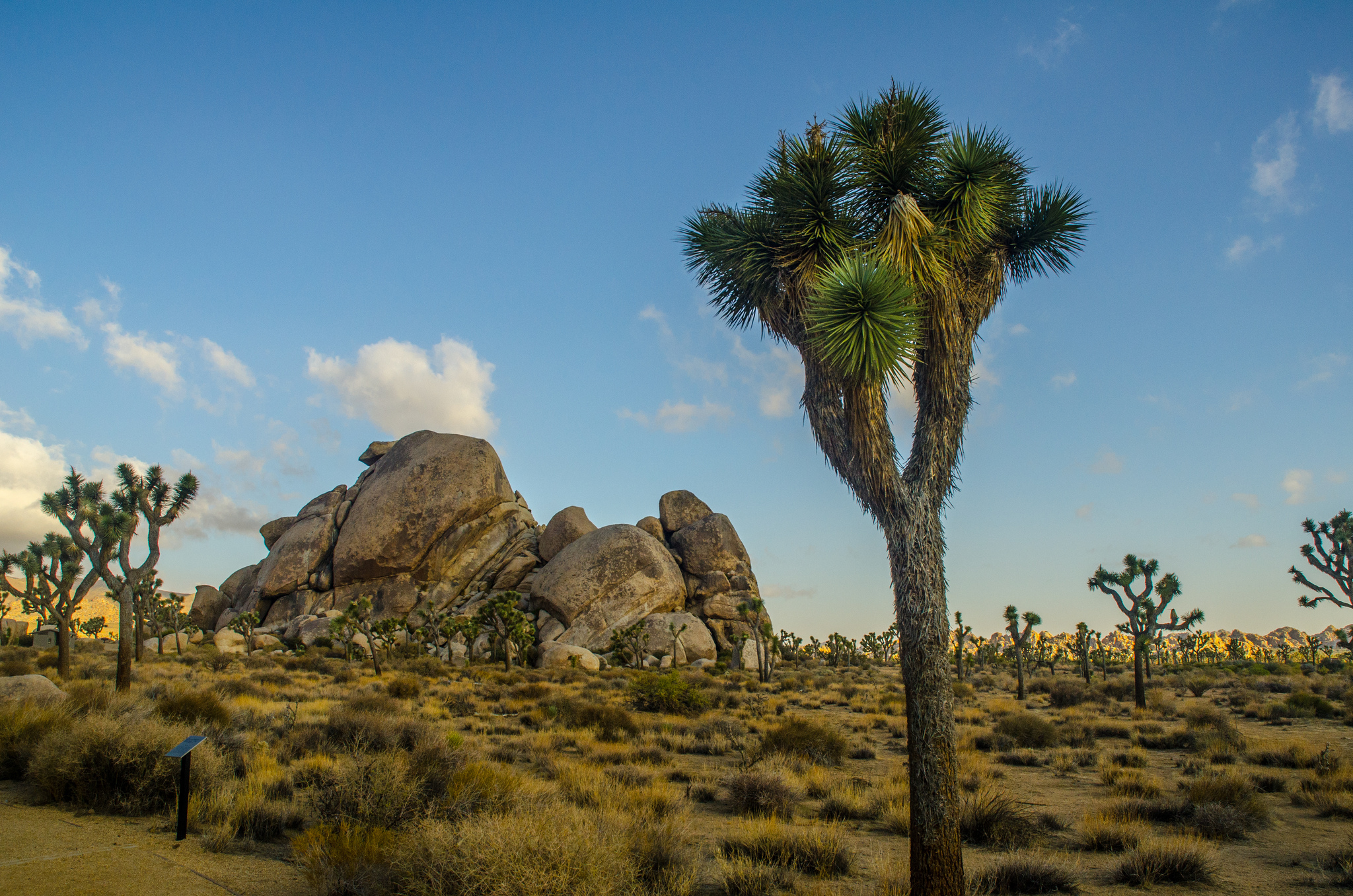 Guide to Joshua Tree for desert visitors and campers