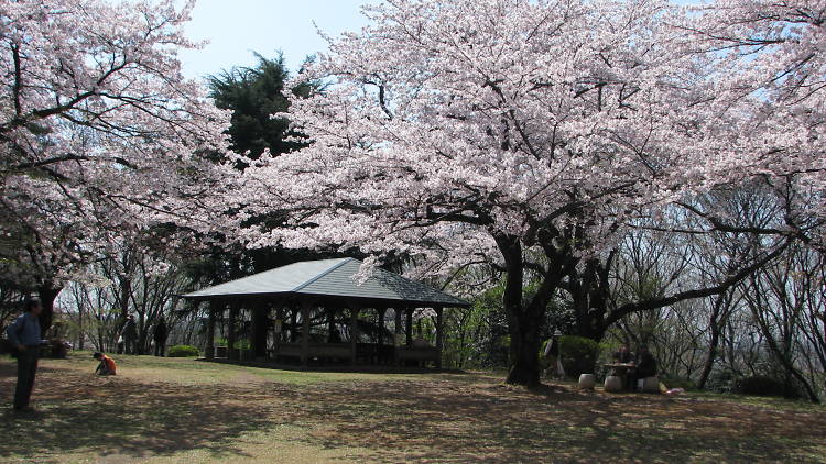 東京公園協会 土屋さまより／小滝