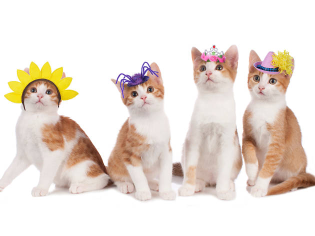 Día internacional del gato Celebra el Día Internacional del Gato con las mejores recomendaciones de Time Out México TOMPets