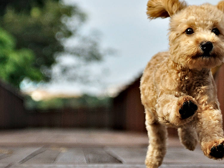 Foodtrucks, adopción de mascotas, convivencia con animales, estética canina y más en Foodtruck Station Aeropuerto