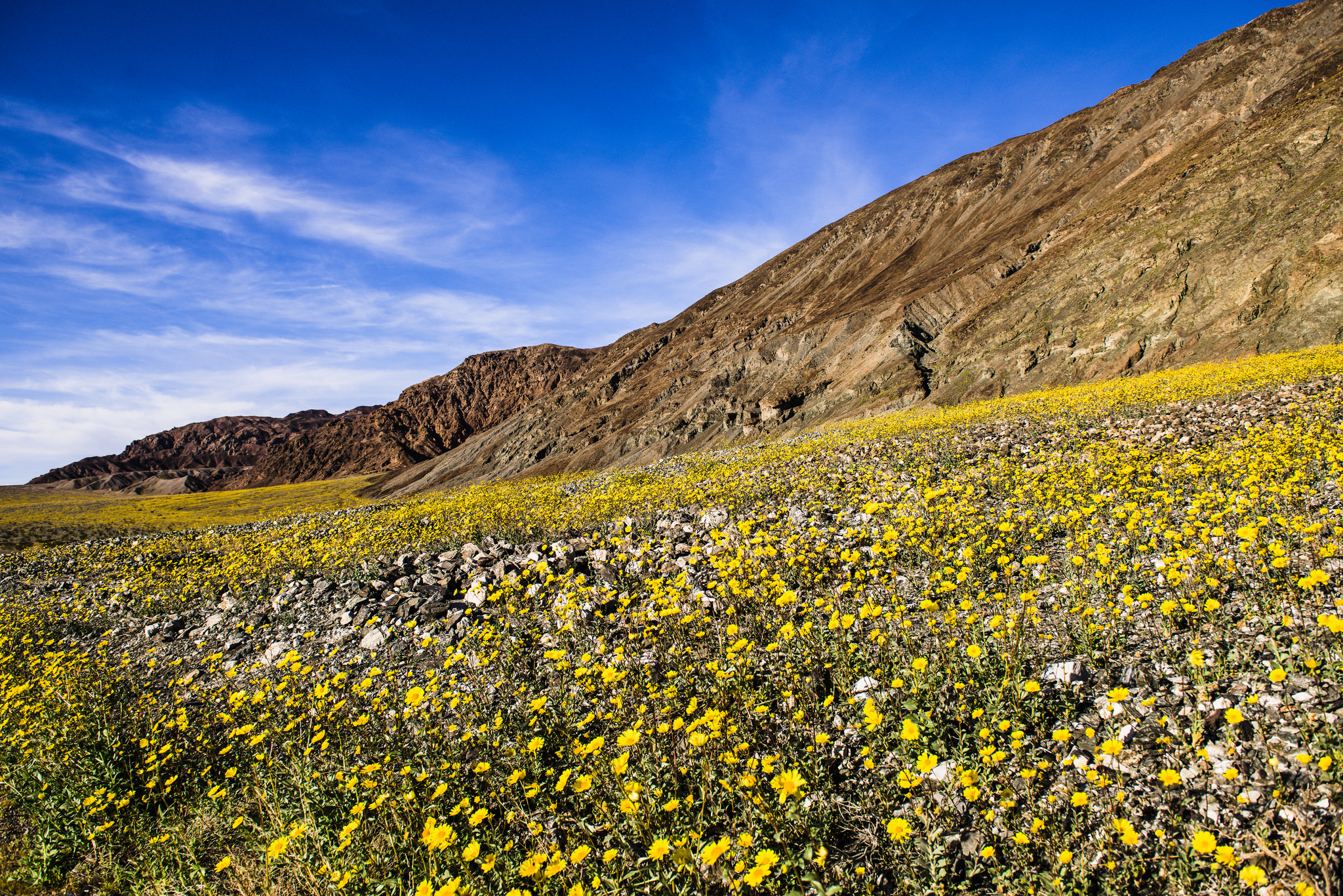 First wildflower super bloom in a decade turns Death Valley technicolor