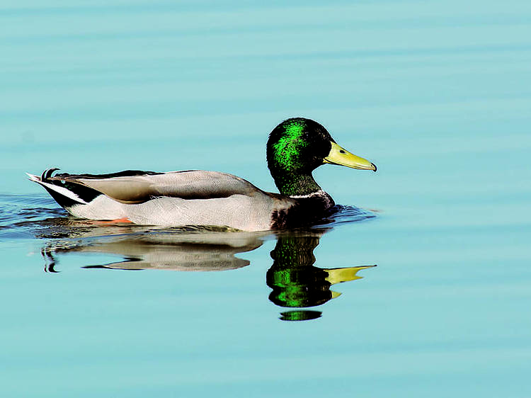 Un pato que era libre