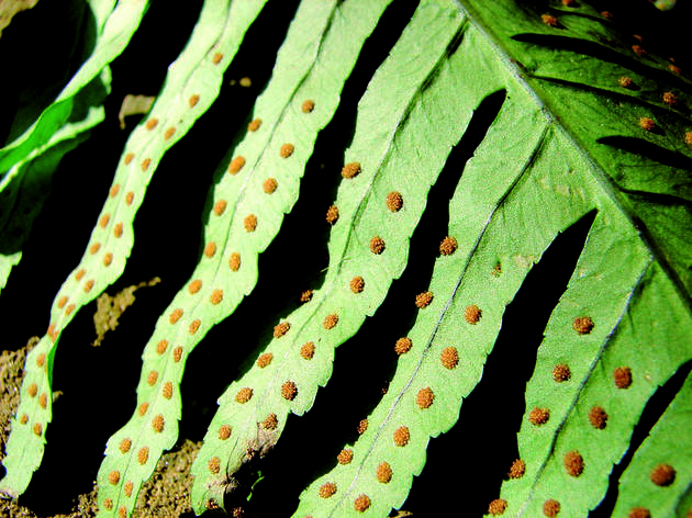 Falguera Falguera