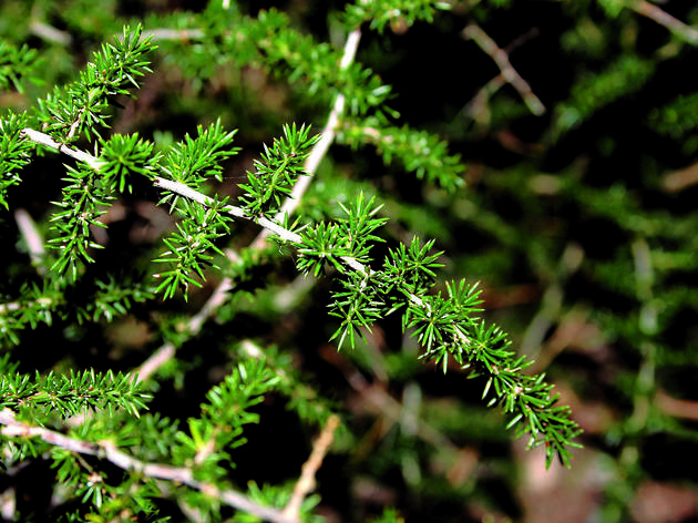 Esparraguera Esparraguera