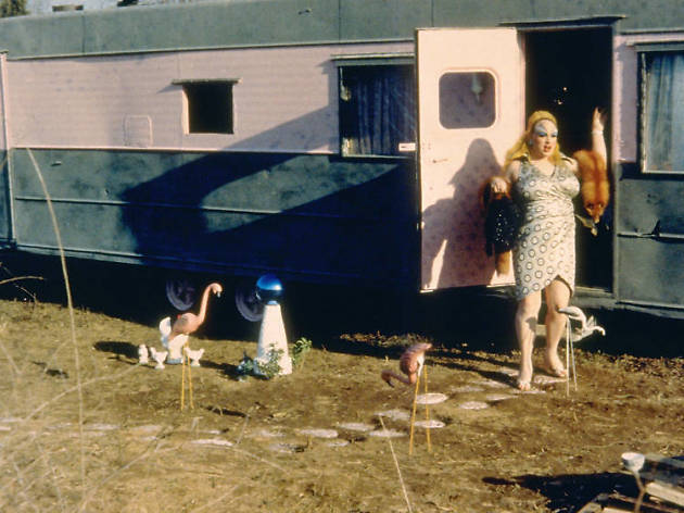 Pink Flamingos Pink Flamingos