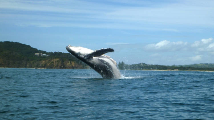 Humpback whale Cape Byron Kayaks