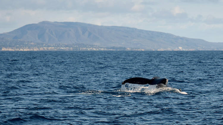 Catch a glimpse of whales in Newport Beach