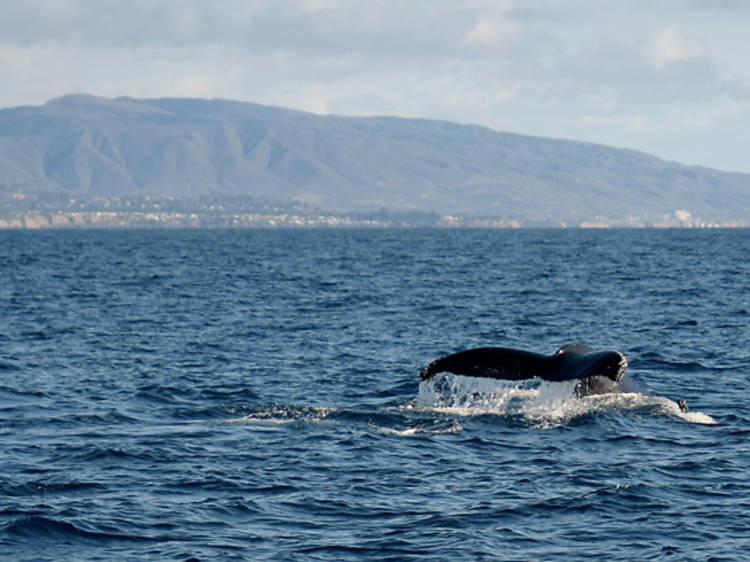 Catch a glimpse of whales in Newport Beach