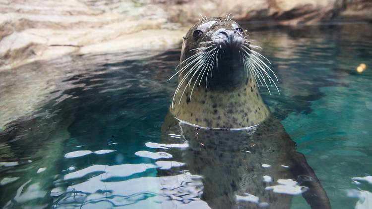 Sea life and hula on Japan’s north coast