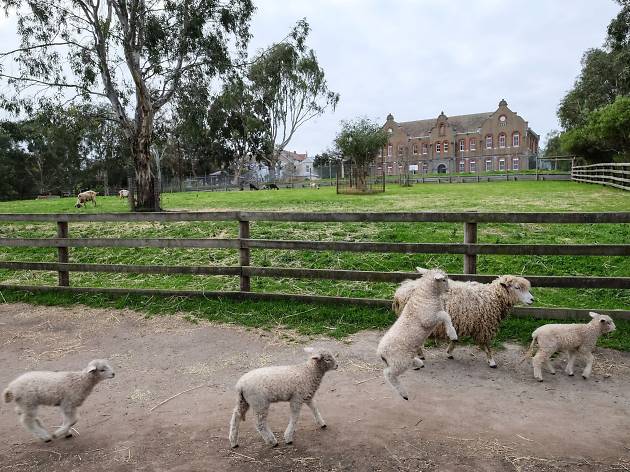 Collingwood children's farm Baby lambs running in front of a grass lawn