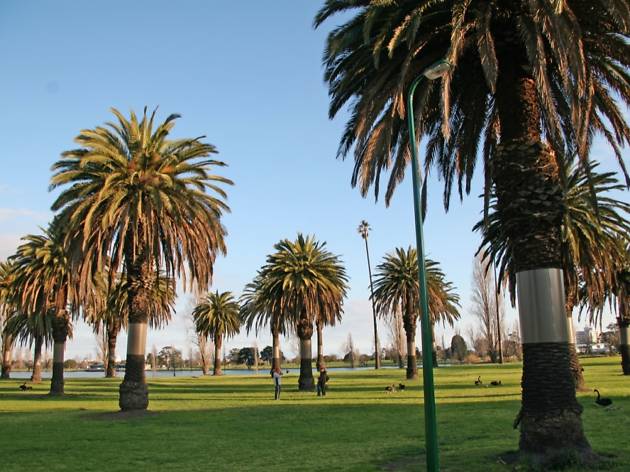 Albert Park Tree in Albert Park