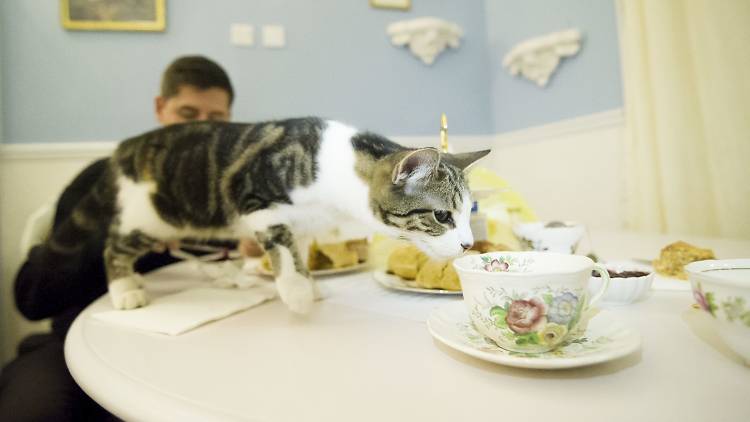 quirky restaurants in london, lady dinah's cat emporium