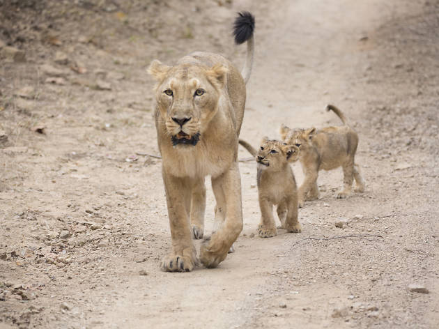 Land of the Lions Land of the Lions