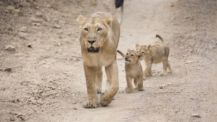 Venture into the Land of the Lions