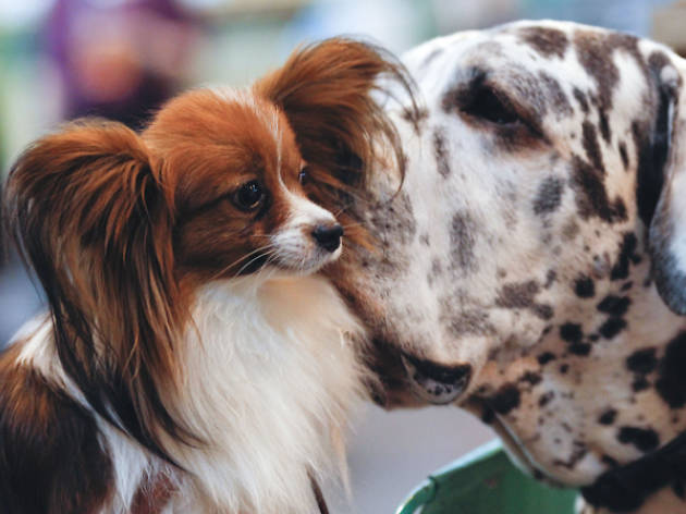 Crufts 2016 Crufts 2016