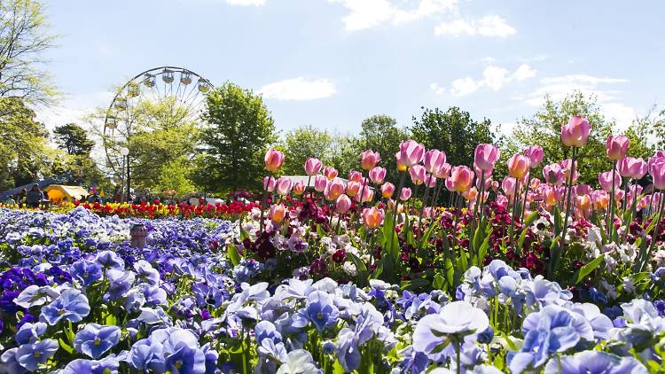 Dance in a field of tulips at Floriade