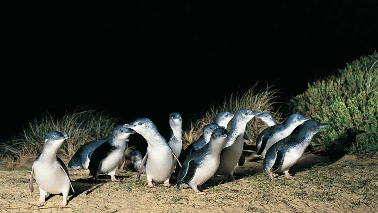 See the penguins on St Kilda Beach