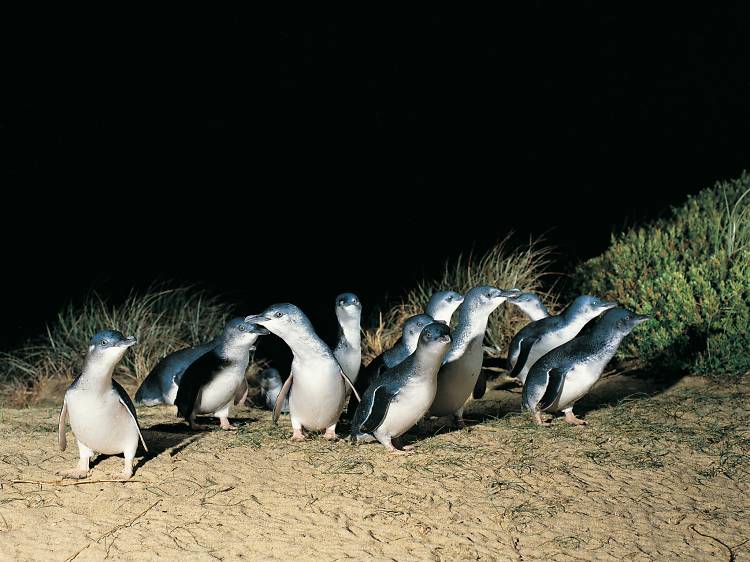 See the penguins on St Kilda Beach