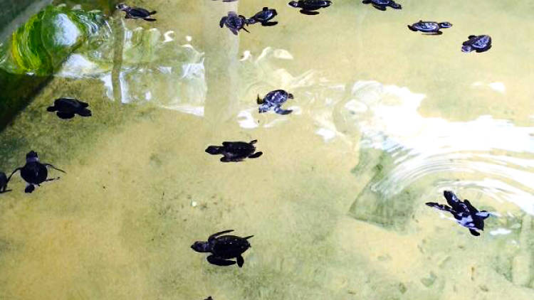 Sea Turtle Hatchery – Peraliya Telwattha 