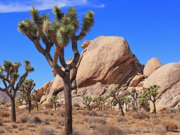 Joshua Tree National Park Joshua Tree National Park