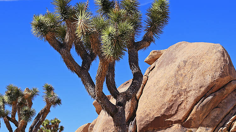 L.A.: Tough Mudder + bouldering L.A.: Tough Mudder + bouldering