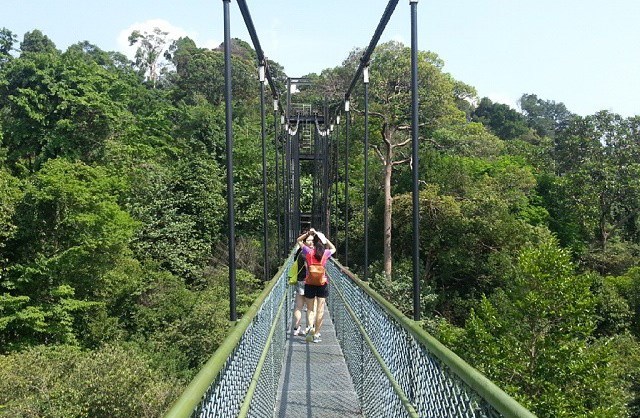 Treetop Walk At Macritchie Reservoir Things To Do In Central Water