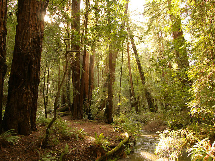 Muir Woods National Monument