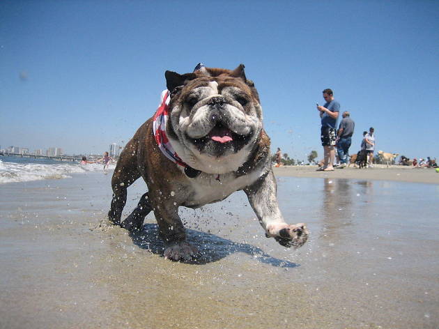 Rosie's Dog Beach of Long Beach