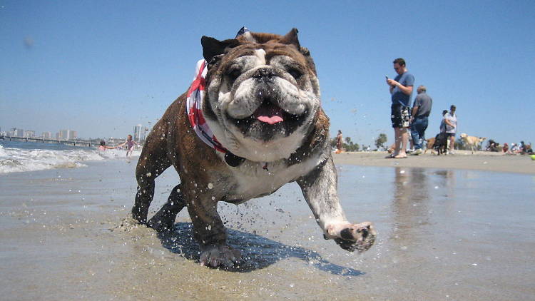 Rosie the Bulldog at Rosie's Dog Beach